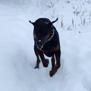 Meet your Posher, Cory